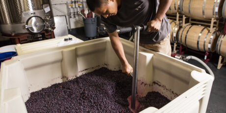 Punch Down Activities at Davies Vineyards