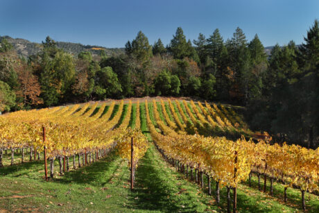 J. Davies Vineyard in November
