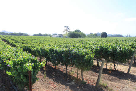 Vineyard in the Napa Carneros AVA of California