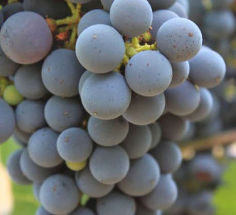Cluster of Cabernet Sauvignon grapes on the vine at Schramsberg Vineyards