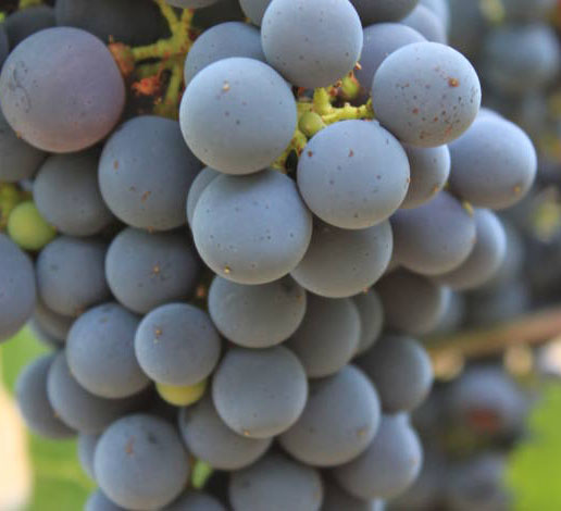 Cluster of Cabernet Sauvignon grapes on the vine at Schramsberg Vineyards