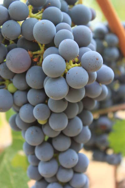 Cluster of Schramsberg Cabernet Sauvingon grapes on the vine
