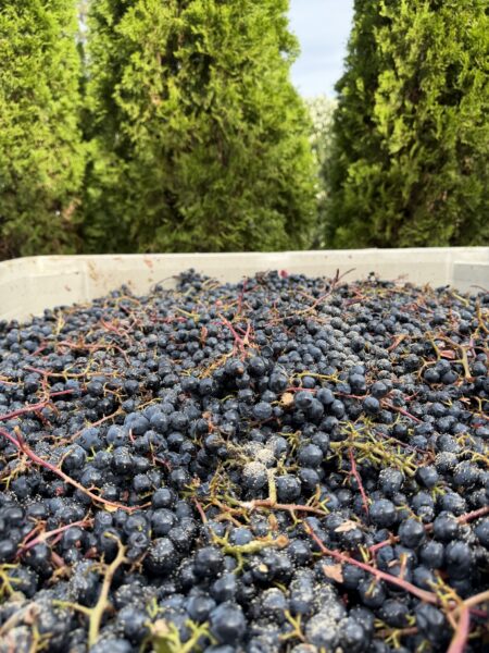 Estate Malbec