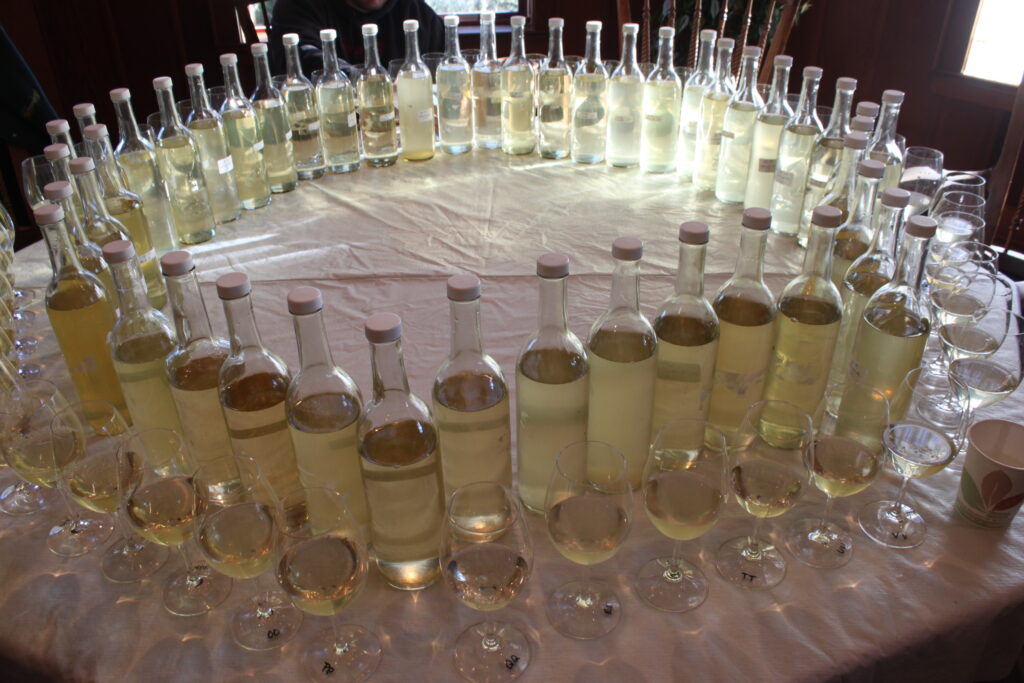 Base wine sampling after harvest