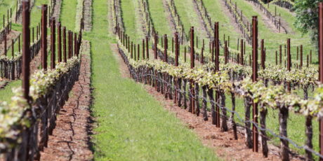 Budbreak in J. Davies Vineyard
