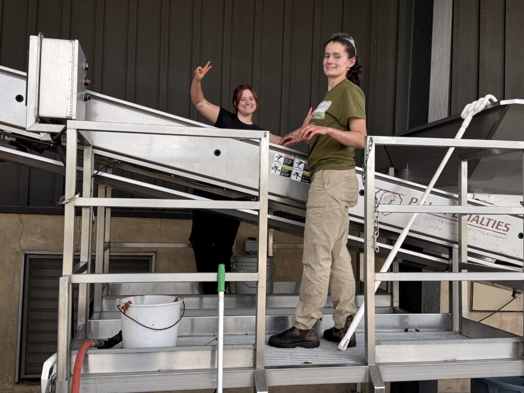 Harvest interns sorting grapes during Davies first day of harvest