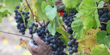 Vineyard worker;s gloved hands harvesting Cabernet Sauvignon grapes
