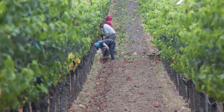 Vineyard workers harvesting grapes