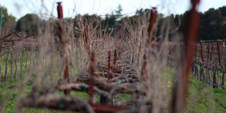Vines without leaves in late autumn