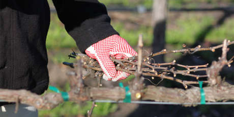Gloved hands holding pruned vines at Camp Schramsberg