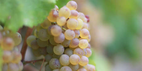 Chardonnay grape cluster