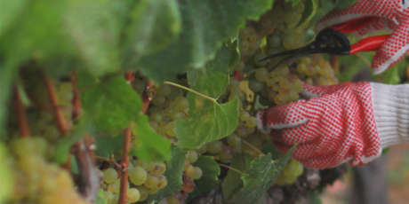 Vineyard worker's gloved hands harvesting Chardonnay grapes