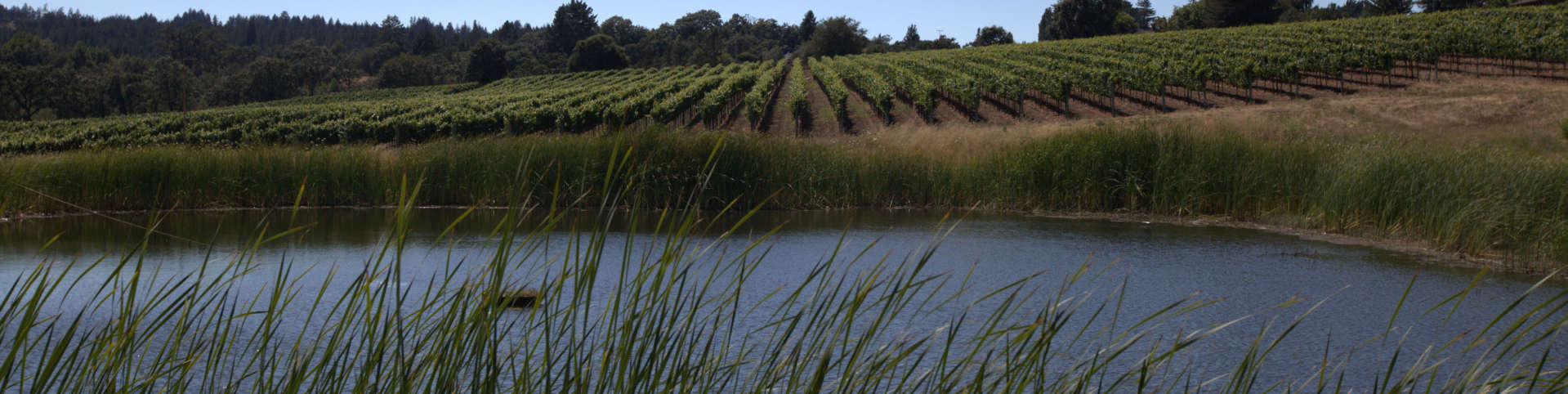 View of Keefer Ranch Vineyard and pond in Green Valley, California