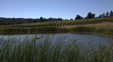 View of Keefer Ranch Vineyard and pond in Green Valley, California