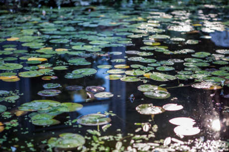 Lily pads on the Schramsberg frog pond