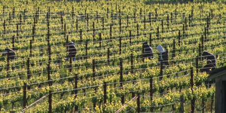 Vineyard workers pruning vines among the flowering mustard