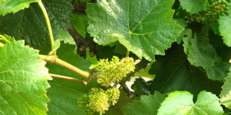 Bud break on vines in the Wiley Vineyards