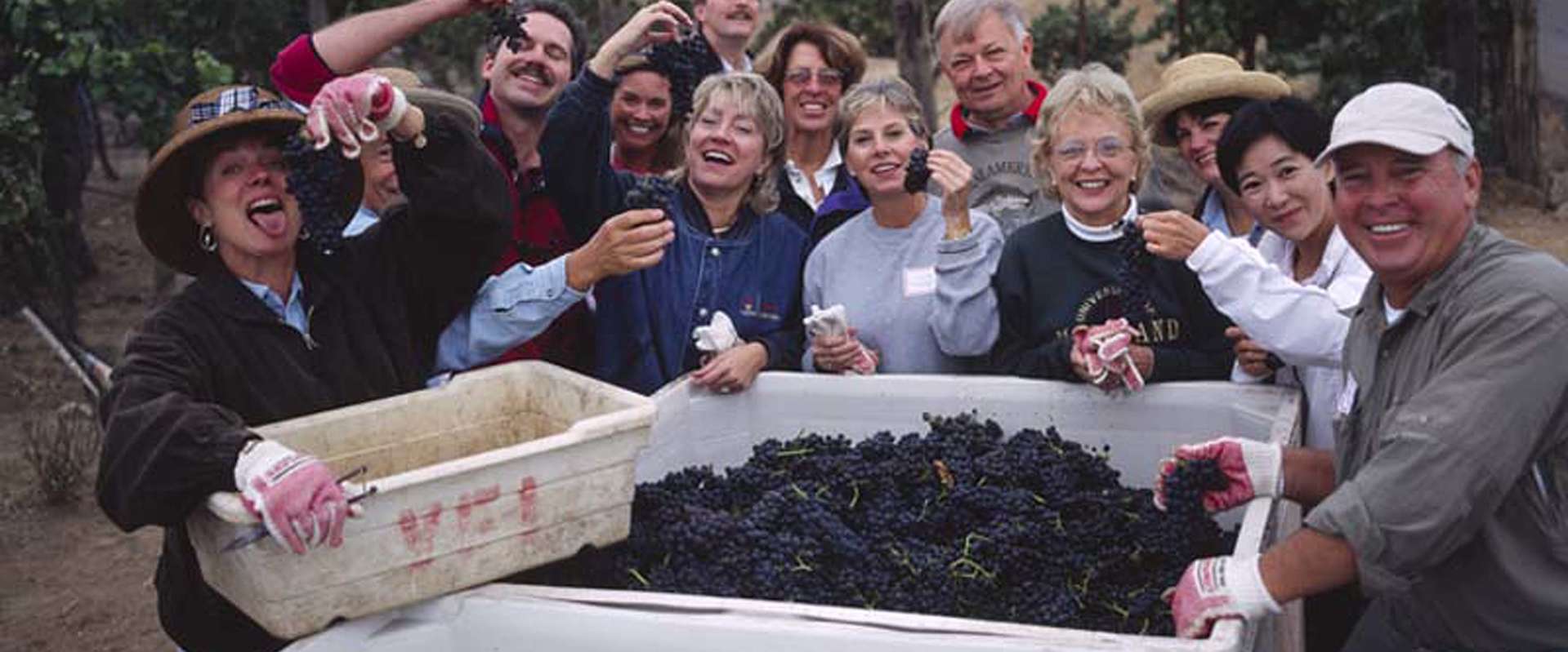Camp Schramsberg participants surround a bin of harvested grapes