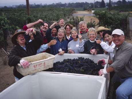 Camp Schramsberg participants surround a bin of harvested grapes